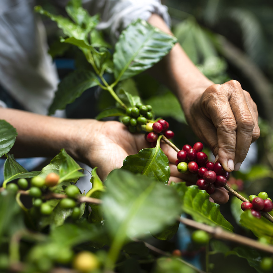 Kaffeebauer erntet Bio-Kaffeekirschen